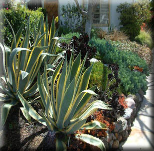 Kensington Succulent Garden